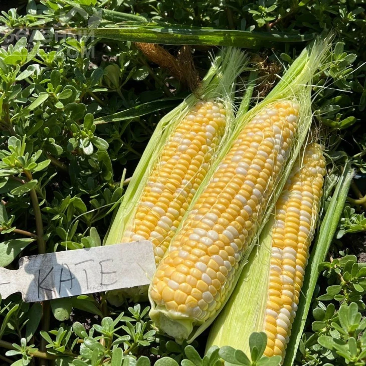 Кейт F1 / Kate F1, 76-77 дней фото 5