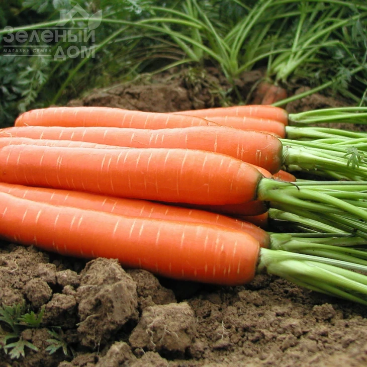 Романс F1 / Romans F1 фото 2