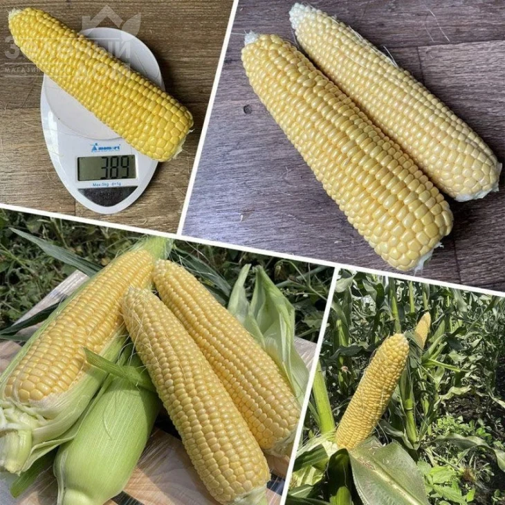 Свит Лаки F1 / Sweet Lucky F1,70-72 дня фото 3