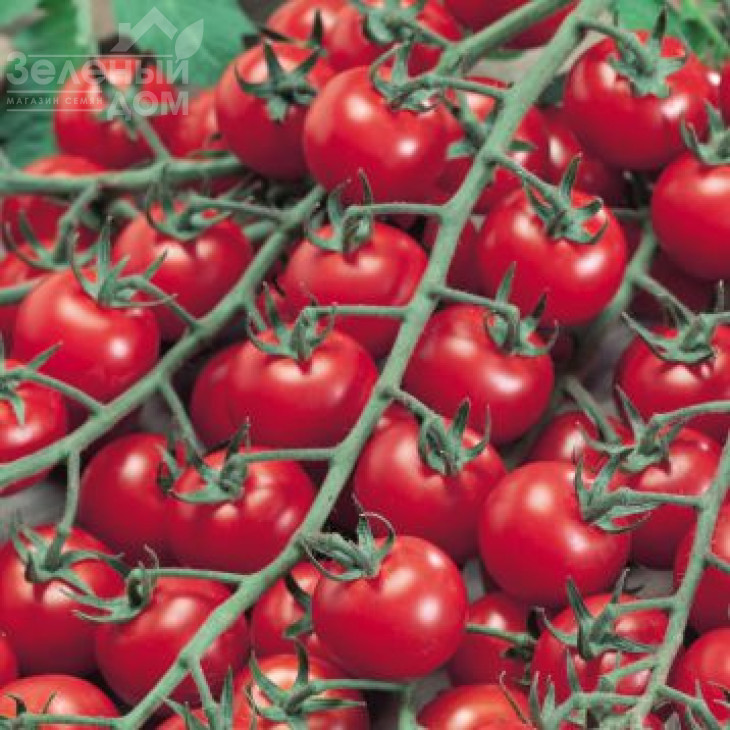 Бібі F1 / Bibi F1,105-115 днів фото 1