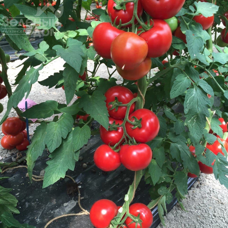 Аламіна F1 / Alamina F1,105-115 днів фото 3