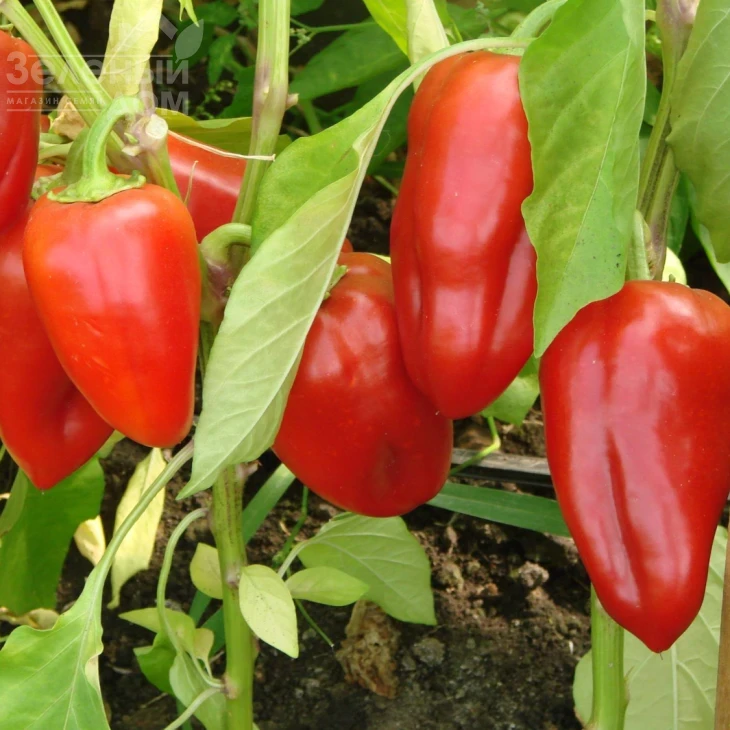 Кирилл F1/ Kirill F1 фото 1