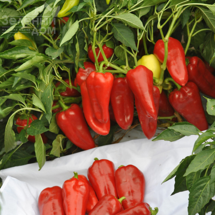 Амулет F1 / Amulet F1,50-60 днів фото 2