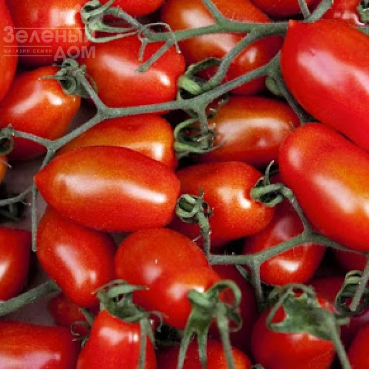 Тейлор F1 / Teilor F1,95-100 дней фото 1