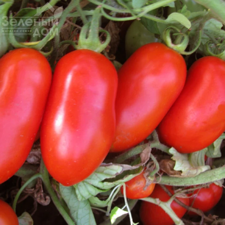 Гладис F1 / Gladis F1,115-120 дней фото 1