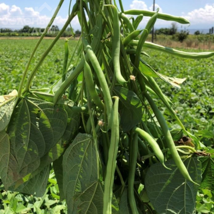 Бурмен / Burman фото 3