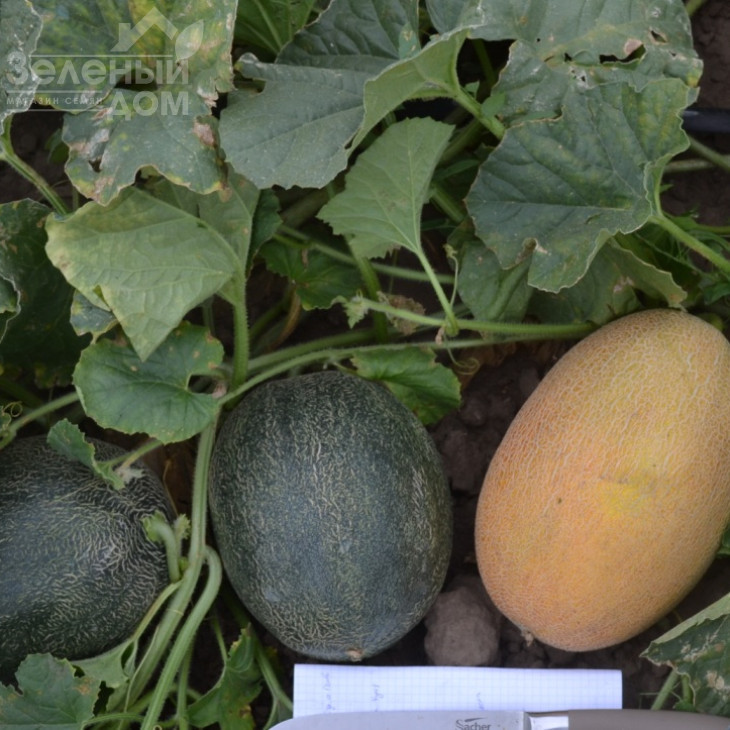 Кароліна (ТС 18-0450) F1 / Karolina (TS 18-0450) F1 фото 3