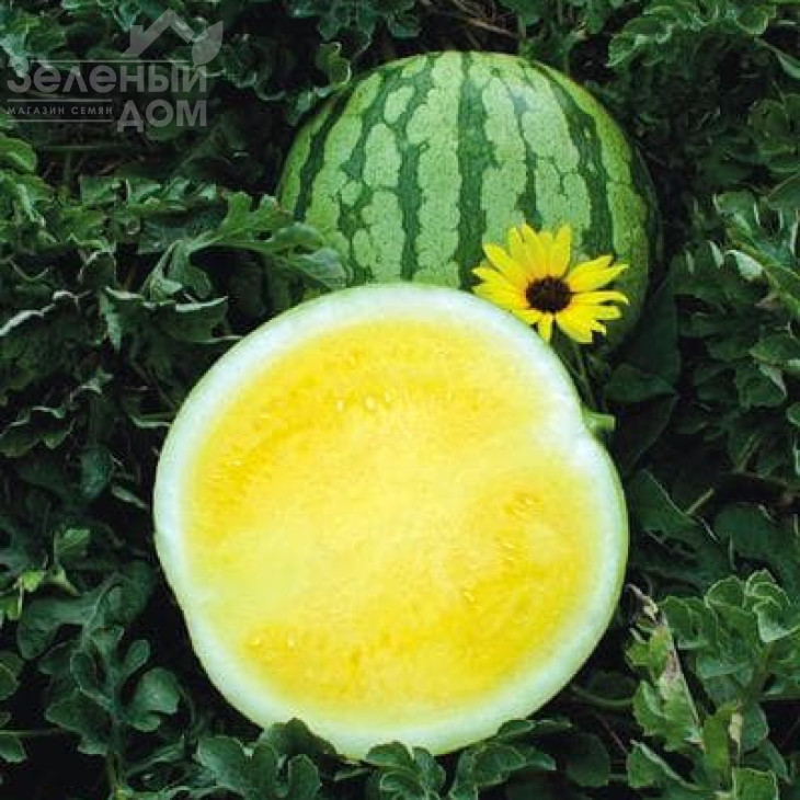 Єллоу Батеркап F1 / Yellow Baterkap F1, 90 днів фото 1