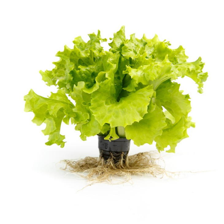 Отілі / Othilie фото 1