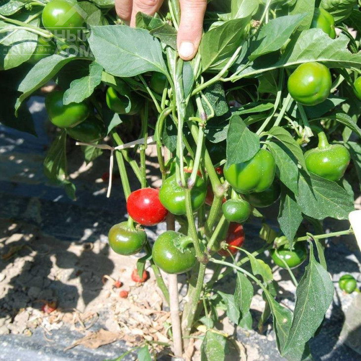 Черрі Файр F1 / Cheery Fire F1,80 днів фото 1