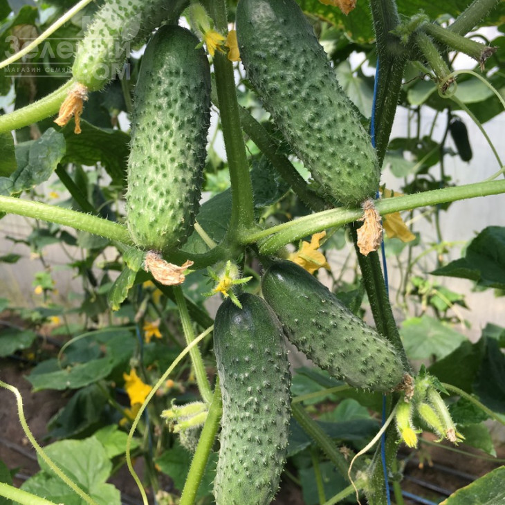 Тумі F1 / Tumi F1,38-40 днів фото 1