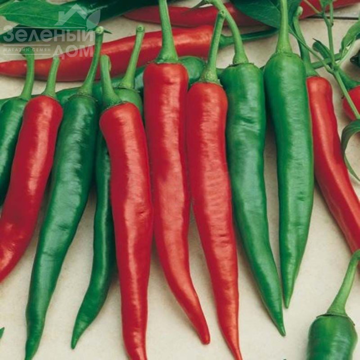 Корал Зел / Koral Zyel, 70-80 днів фото 1