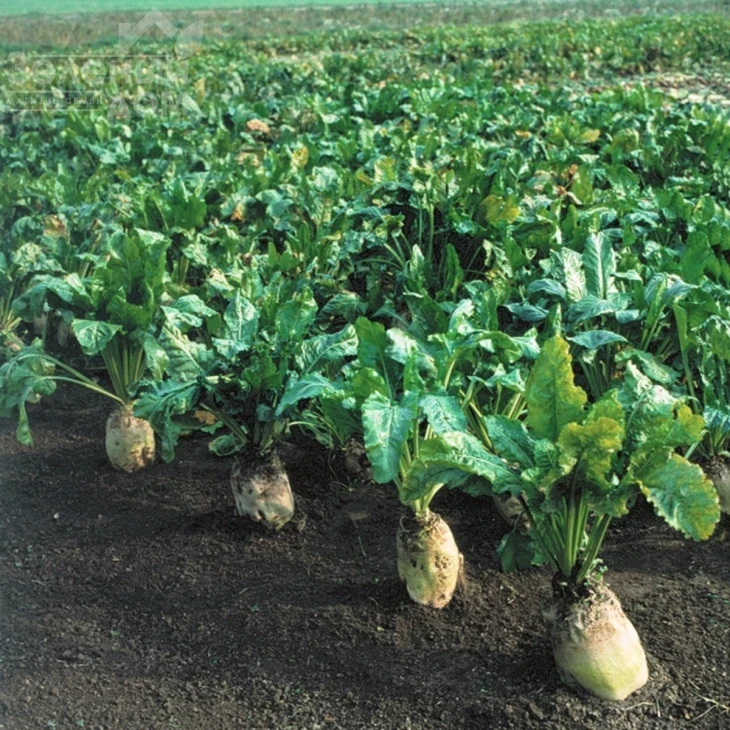 Центаур / Centaur фото 1