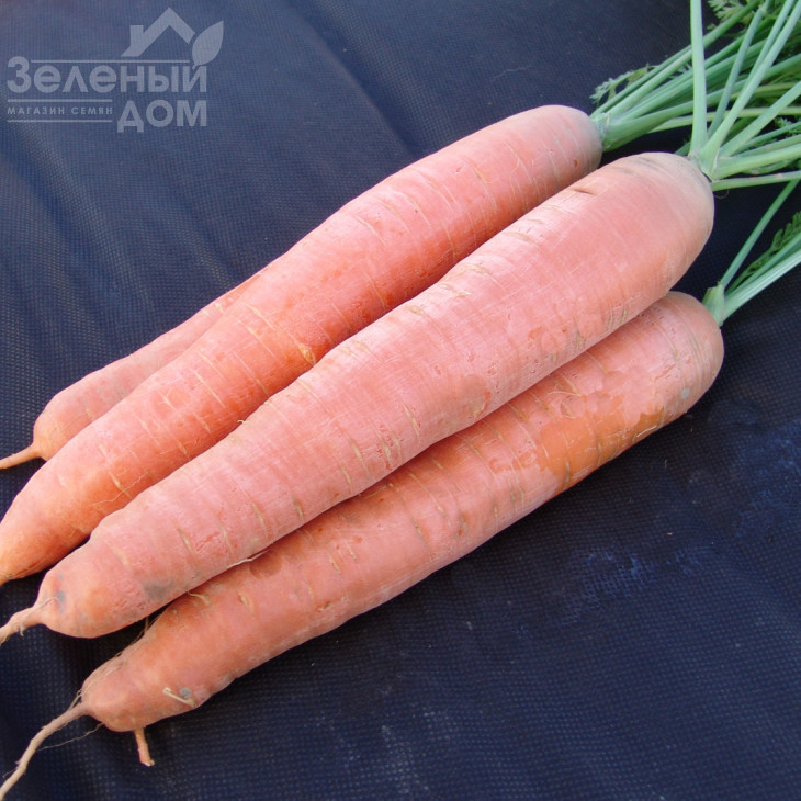 Афалон F1 / Afalon  F1,115-120 днів фото 1