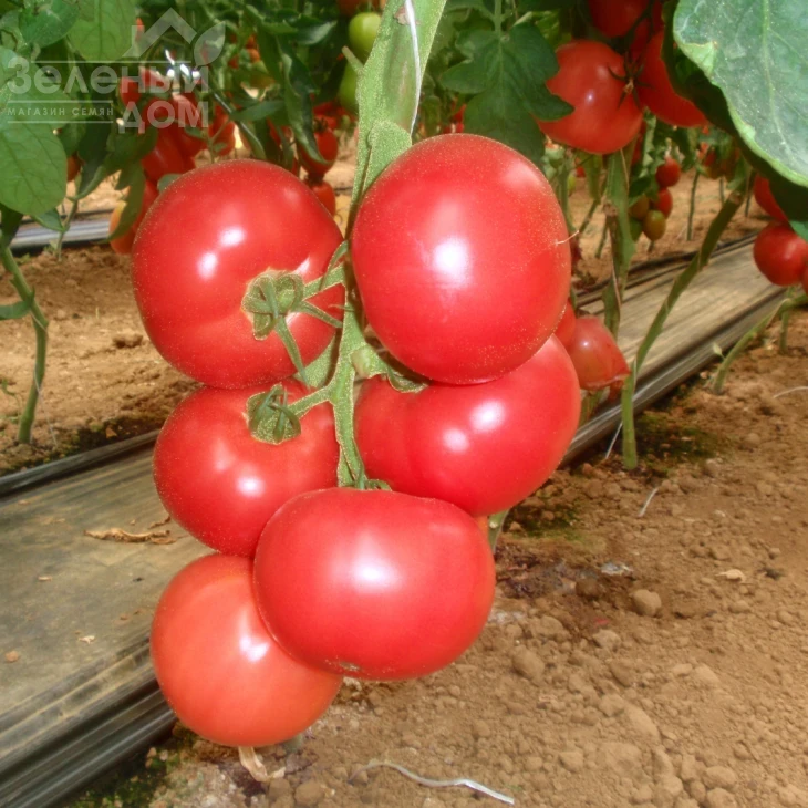 Пинк Парадайз F1 / Pink Paradise F1,100-110 дней фото 1