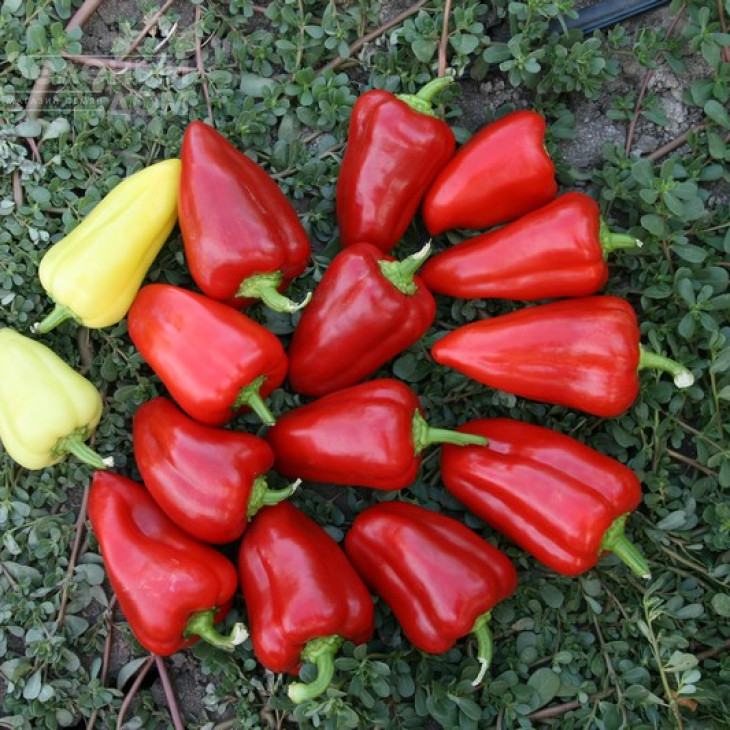 Анетта F1 / Anetta F1 фото 1