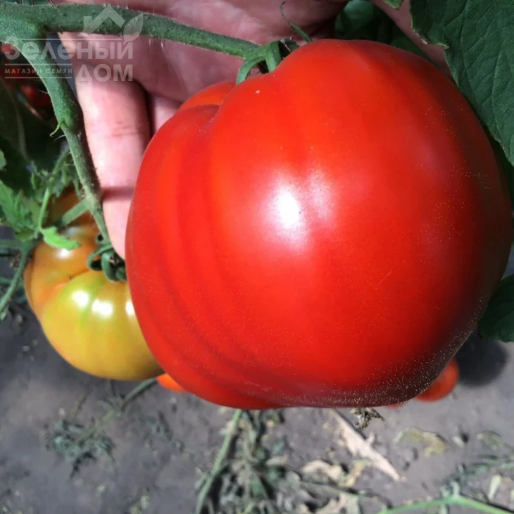 Массон F1 / Masson F1 фото 2