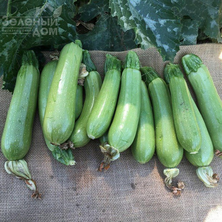 Ясна F1 / Yasna F1,40-45 днів фото 3