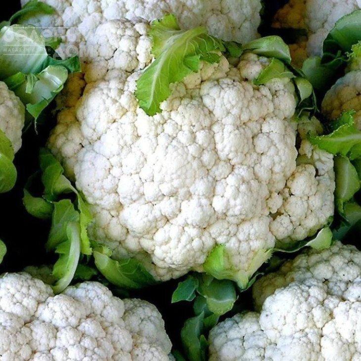 Палла ді Неве / Palla di Neve фото 1