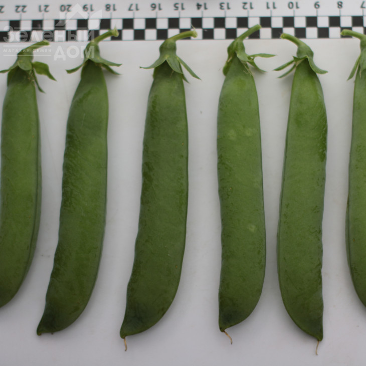 Роялсайз / Royalsayz фото 5