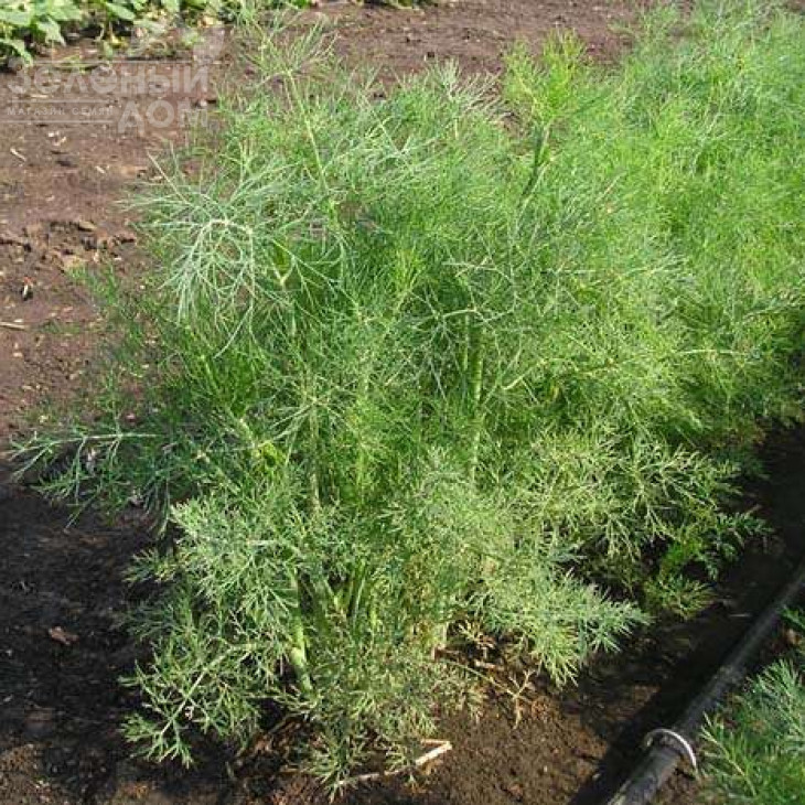 Ділл / Dill фото 1