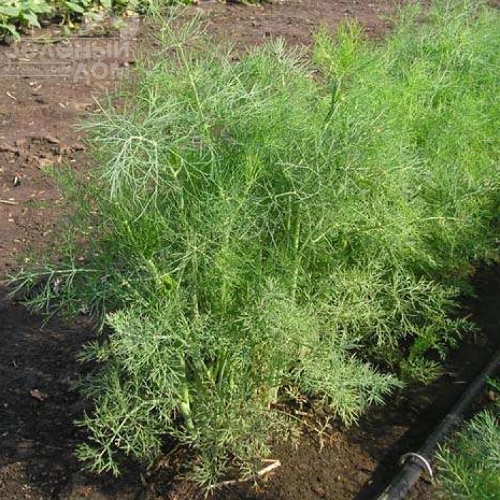 Ділл / Dill фото 1