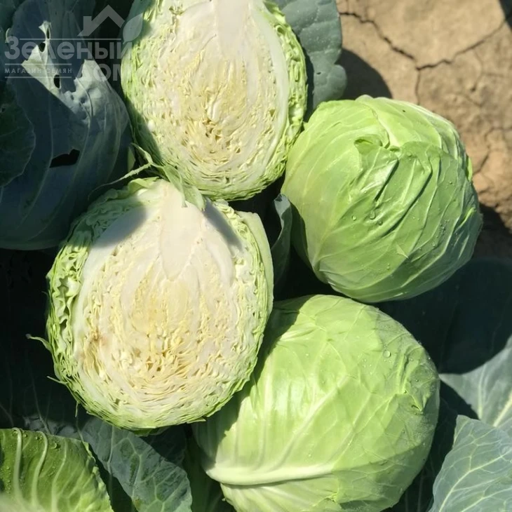 Ризьеро F1 / Riziero F1, 45-48 дней фото 1