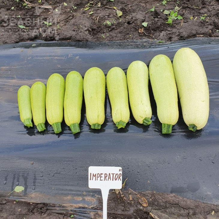 Імператор F1 / Imperator F1, 32-37 днів фото 3