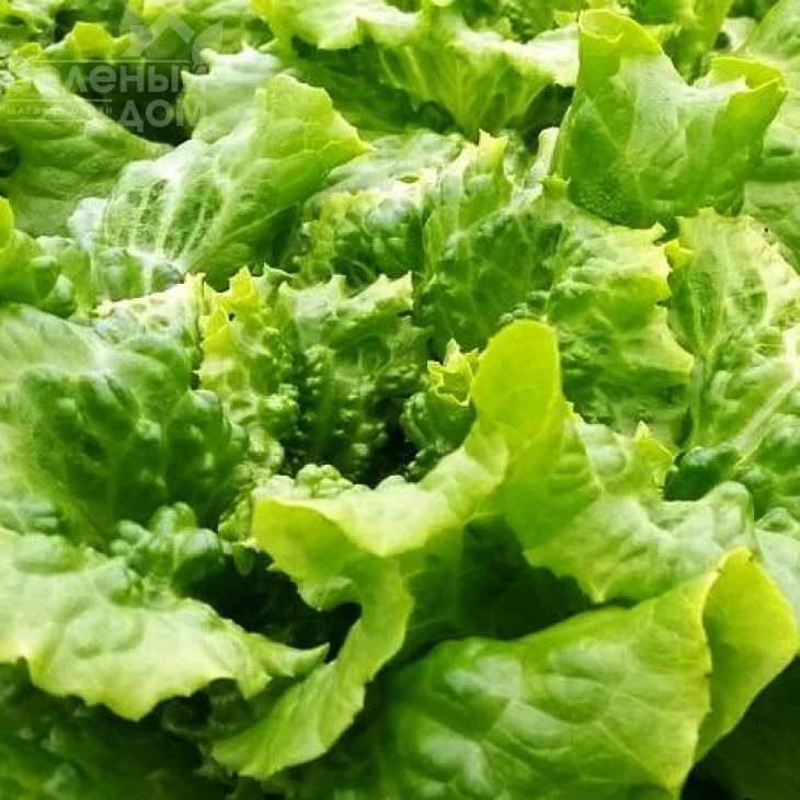 Золтан / Zoltan фото 1