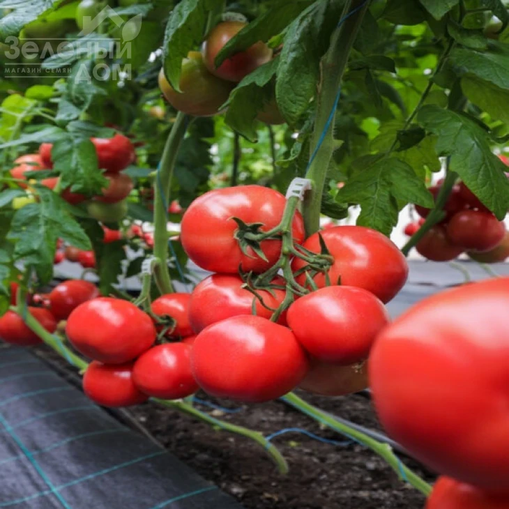 Наргиза F1 / Nargiza F1 фото 1