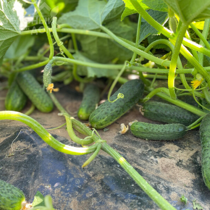 Рубінштейн F1 / Rubinstein F1 фото 1