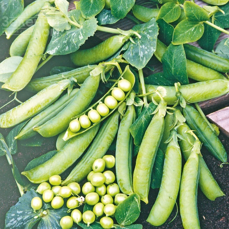 Преладо / Prelado,58 дней фото 2