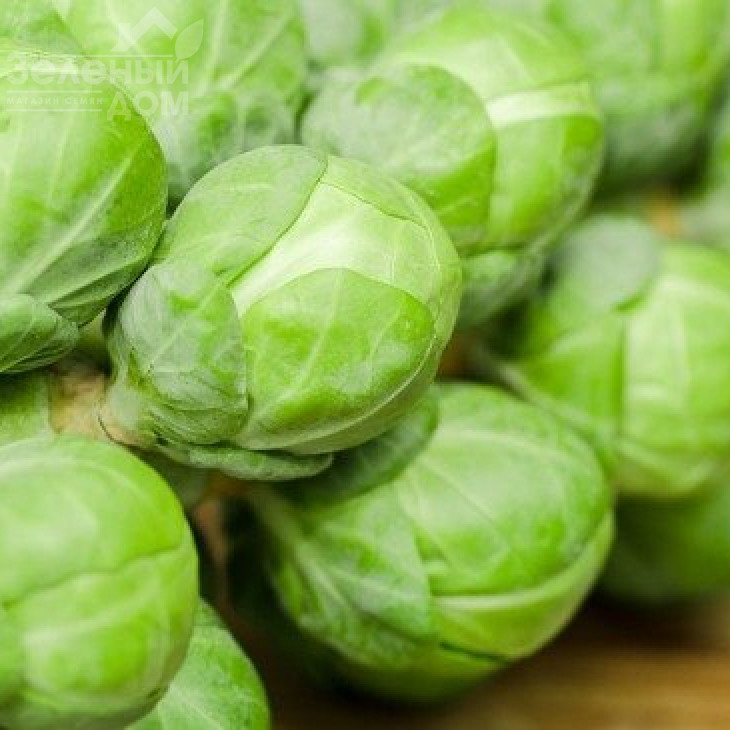 Касіопея / Casiopea,155-165 днів фото 1