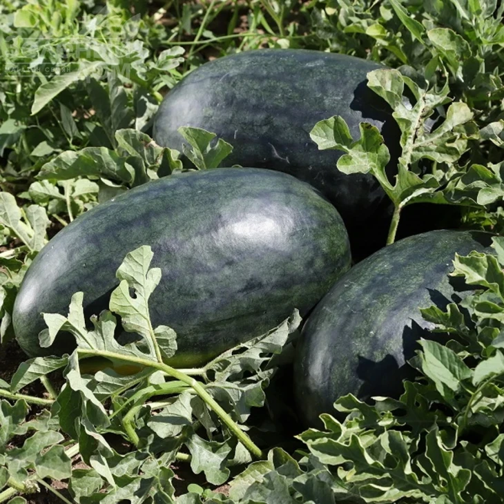 КС 250 F1 / KS 250 F1,60-65 дней фото 1