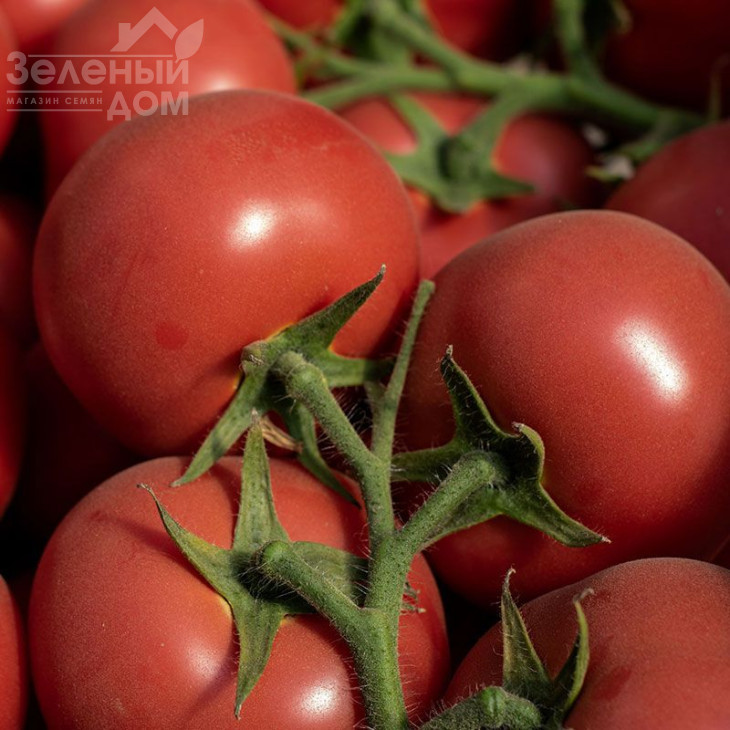 Ладженда F1 / Ladzhenda F1,105-115 днів фото 4