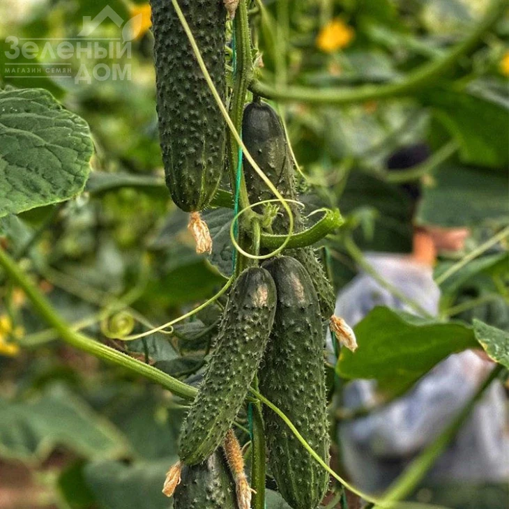 Баде F1 / Bade F1 фото 2