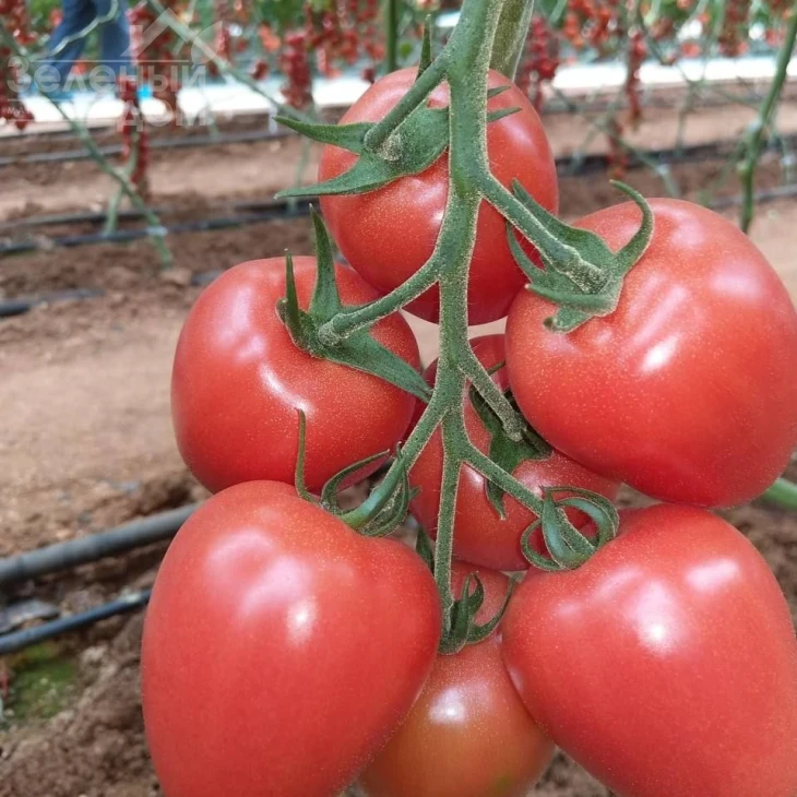 Конго F1 / Kongo F1, 65-70 дней фото 1