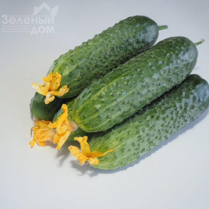 Мадейра F1 / Madeira F1,38-40 днів фото 1