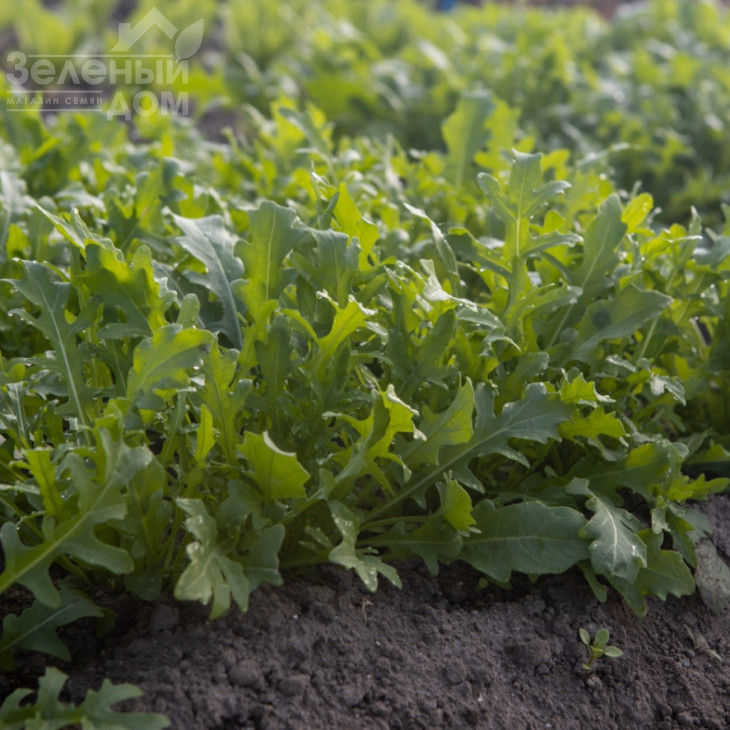 Джолізія / Jolizia фото 2