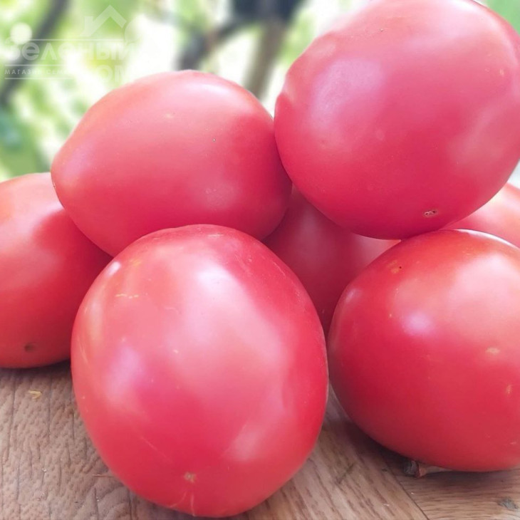 Джолі F1 / Jolly F1, 70-75 днів фото 1