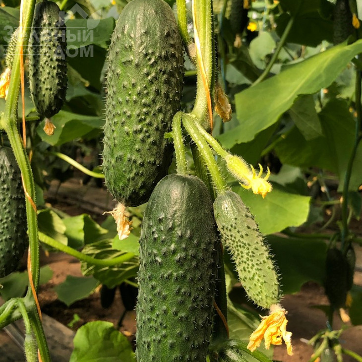 Бйорн F1 / Bjorn F1,42-45 днів фото 1