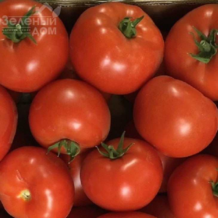 Матіссімо F1 / Matissimo F1,105-115 днів фото 2