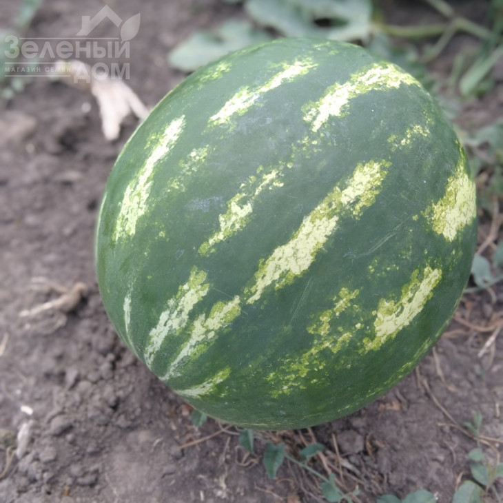 Авалон F1 / Avalon F1,62-65 днів фото 2