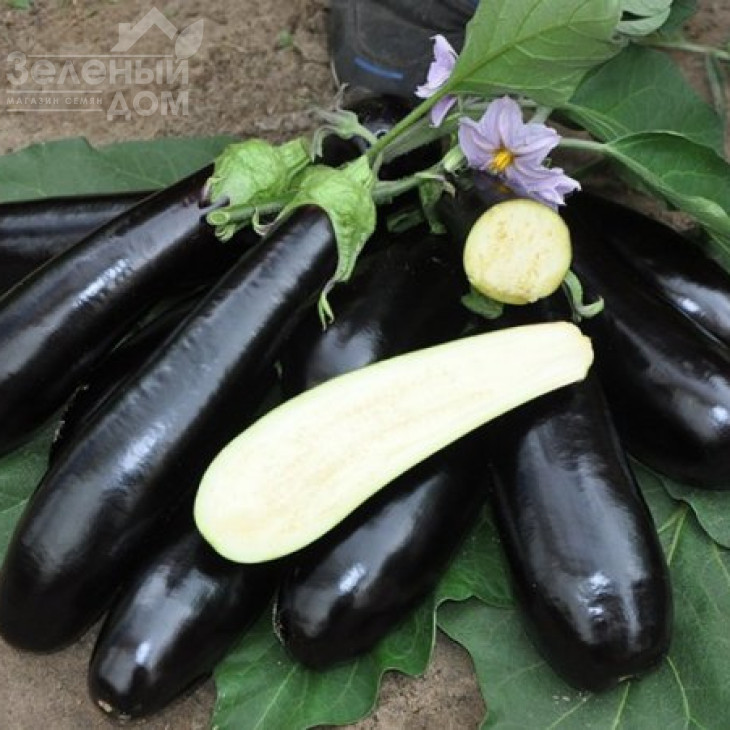 Мадалена F1 / Madalena F1,90-105 днів фото 1