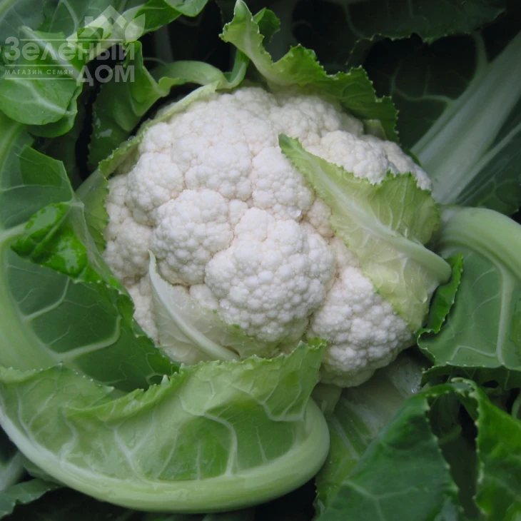 Балбоа F1 / Balboa F1,89 дней фото 1