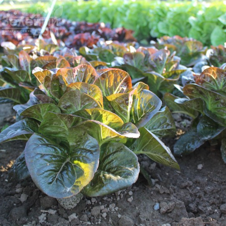 Овіред / Ovired фото 1