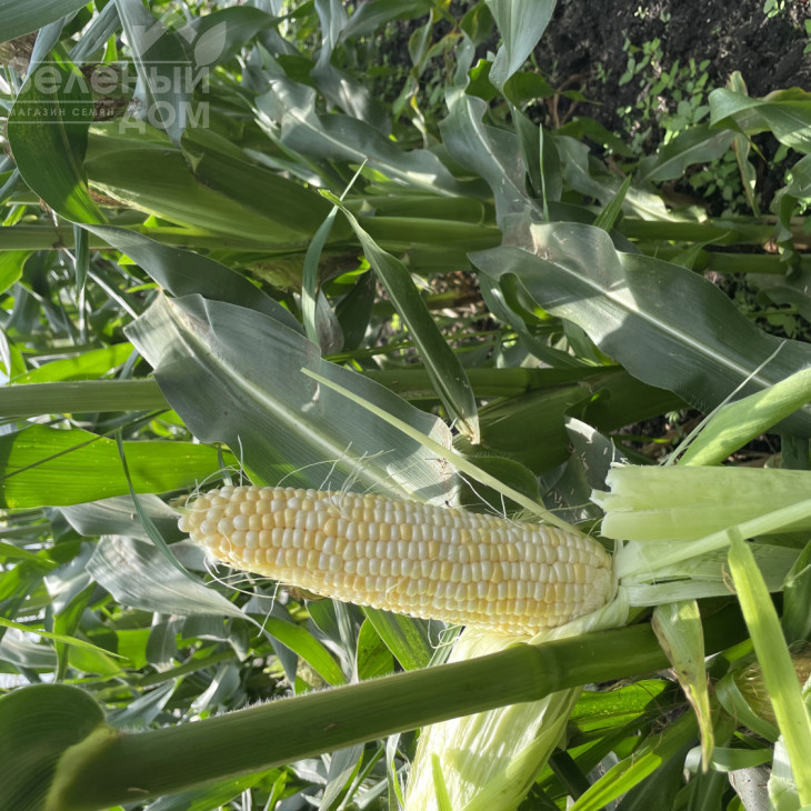 Айрон F1 / Ayron F1, 74 дні фото 1