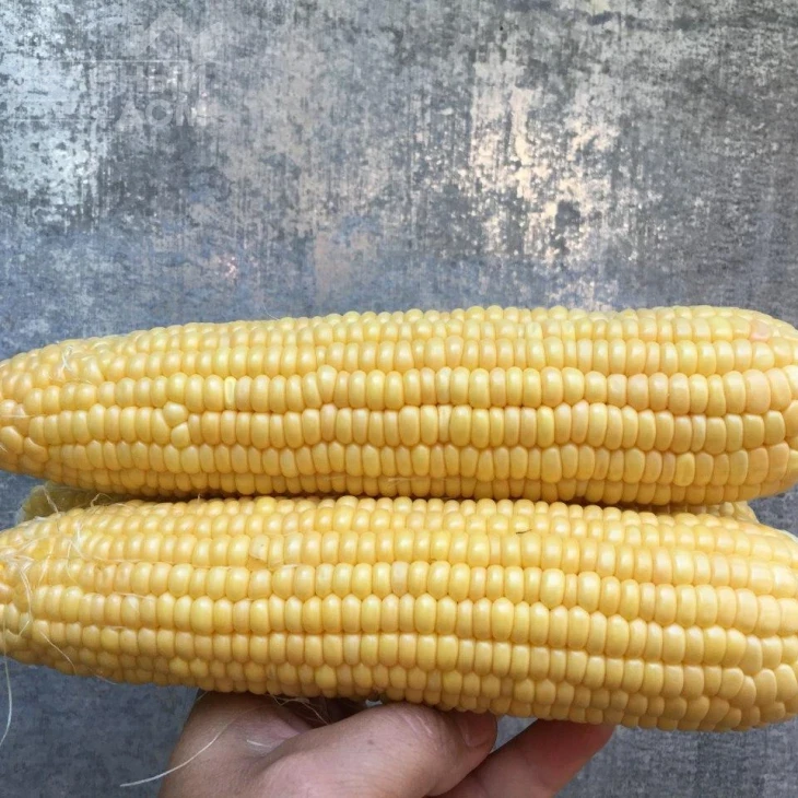 Оватона F1 / Ovatona F1,73 дня фото 2