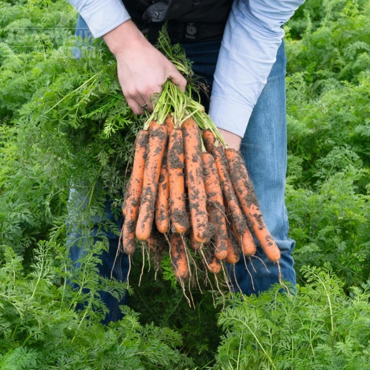 Нерак F1 / Nerac F1,130 дней фото 1