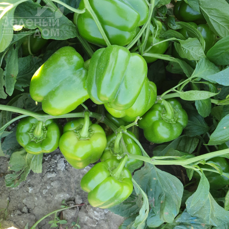 Брабус F1 (PBRS 20336) / Brabus F1, 67-75 днів фото 1